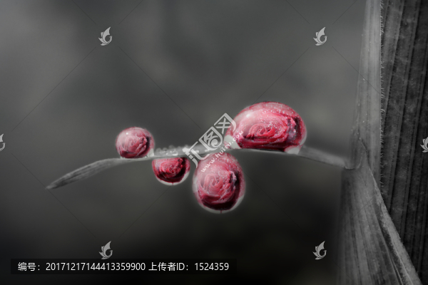夢(mèng)幻玫瑰,,無(wú)框