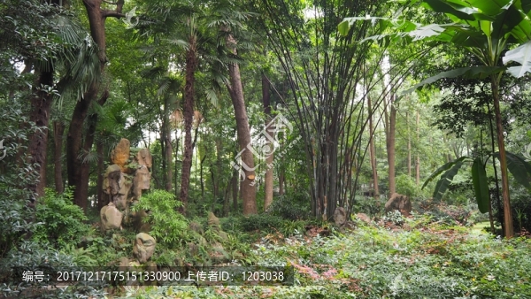森林