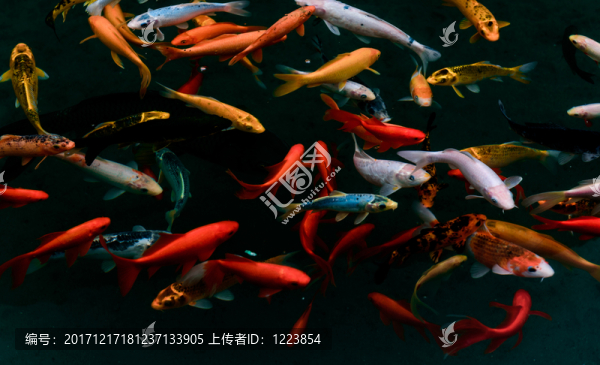 錦鯉