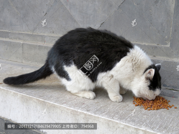 吃食物的貓