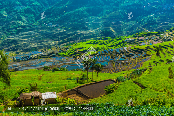 紅河梯田