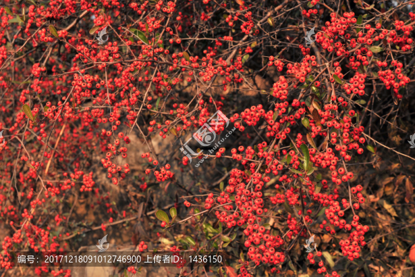 火棘果,,小紅果
