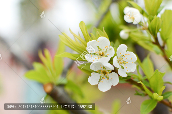 白色李子花