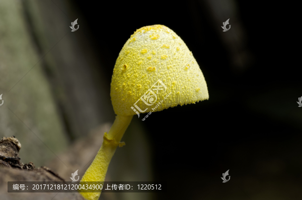 蘑菇