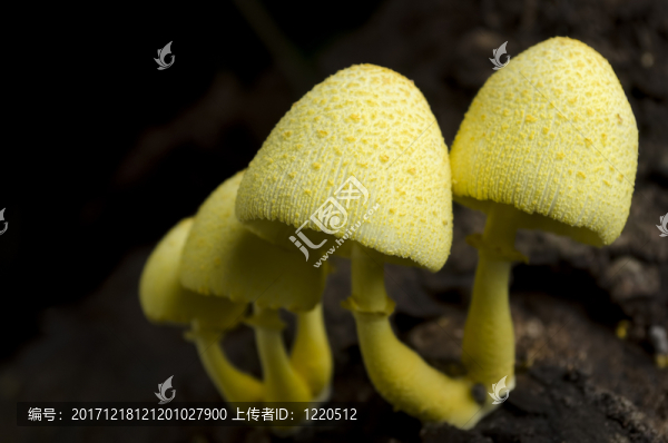 蘑菇