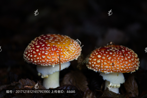 毒蠅傘