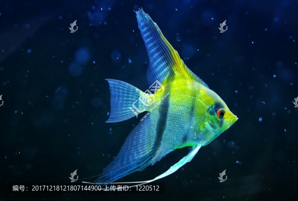 觀賞魚標(biāo)量水下