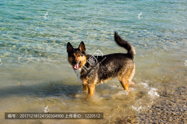 德國牧羊犬沐浴在水中