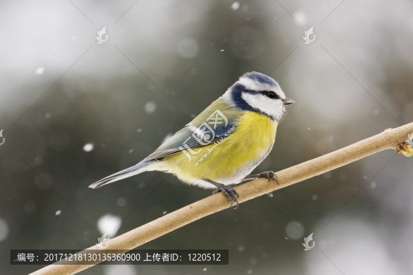 藍色山雀（cyanistes,caeruleus）在一根棍子上
