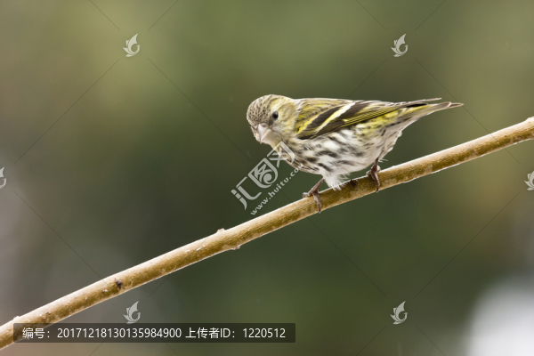 綠翅雀（carduelis虎尾草）在分支上