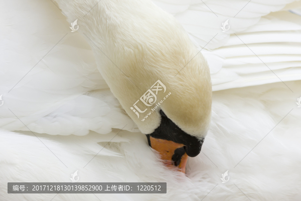 hoeckerschwan（天鵝座olor）自夸