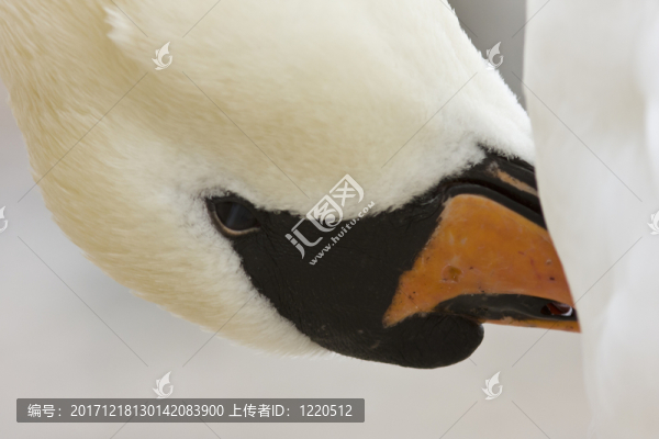 hoeckerschwan（天鵝座olor）自夸