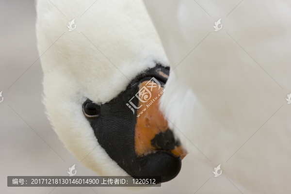 宏指令
