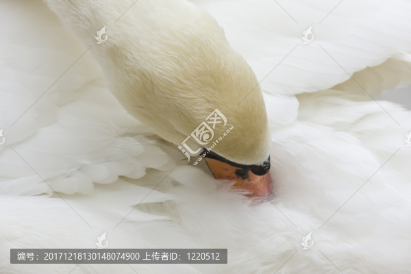 hoeckerschwan（天鵝座olor）自夸