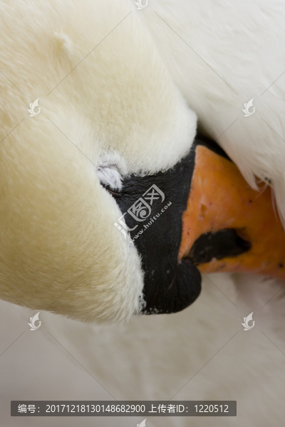 hoeckerschwan（天鵝座olor）自夸