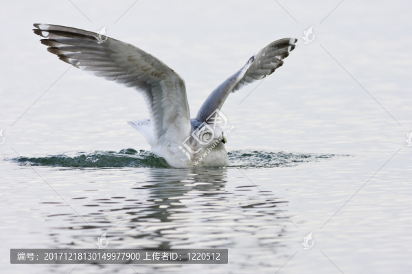 年輕鯡魚鷗（larus,argentatus）