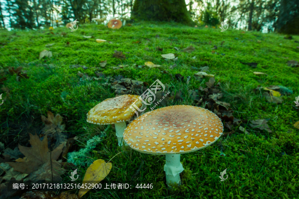 毒蠅傘