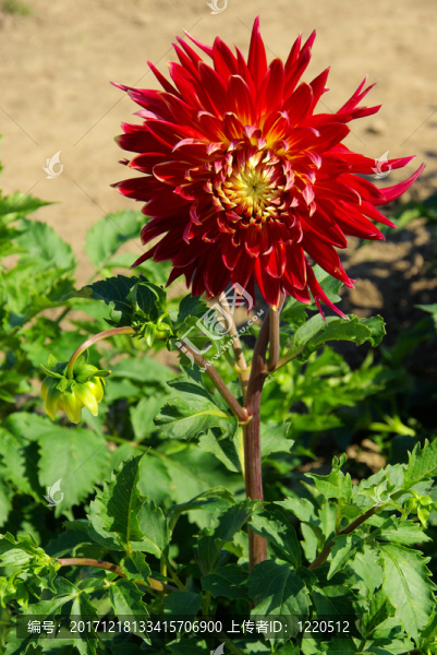 花