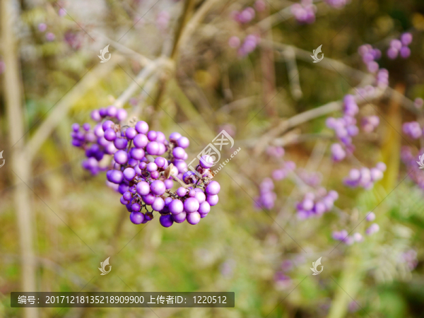 愛(ài)珠子