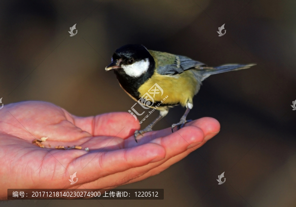 手