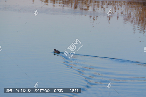 濟南龍湖濕地朝霞,（25）