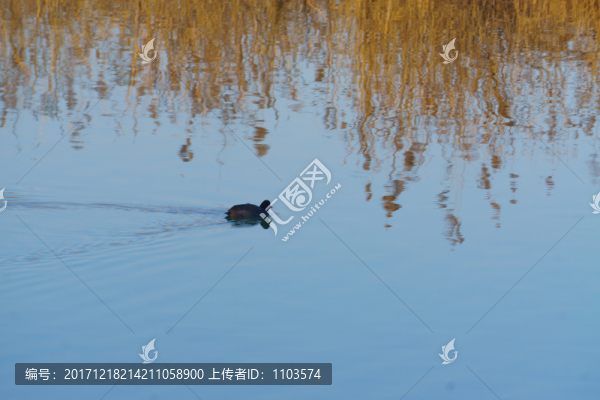 濟(jì)南龍湖濕地朝霞,（26）