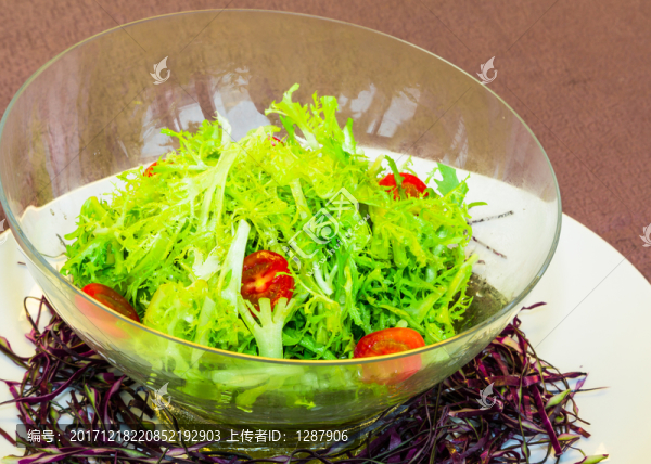 金熗苦菊
