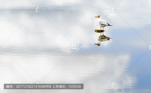 鳥