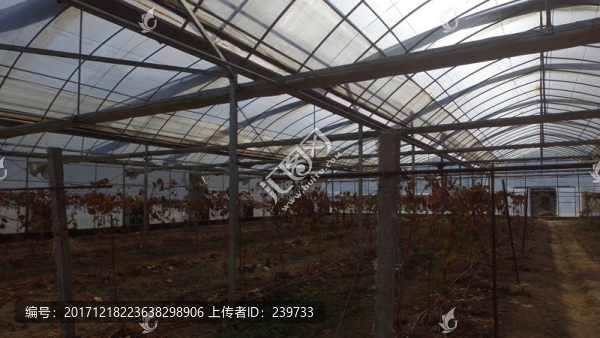 鋼架大棚