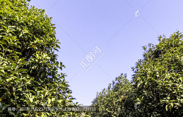 苗圃樹苗