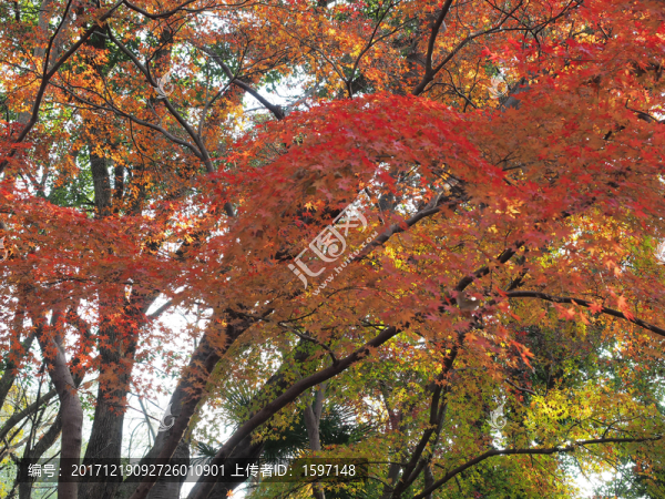 紅楓,彩葉