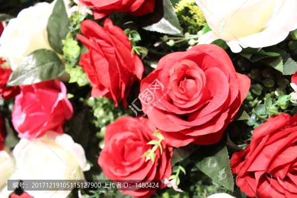 玫瑰花