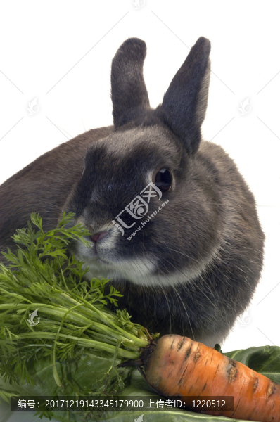 食物