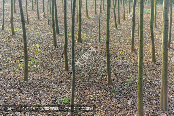 樹(shù)樁,枯葉背景