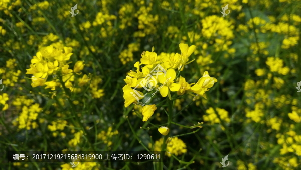 油菜花特寫