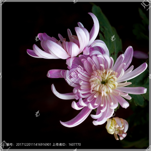 秋菊