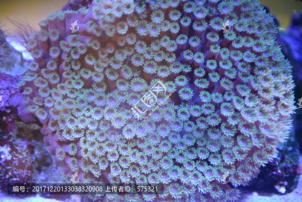 水族館珊瑚