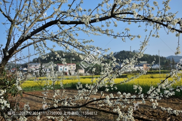 桃花,李花,春天