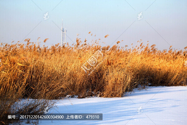 濕地,冬天,白雪,蘆葦,蘆葦花