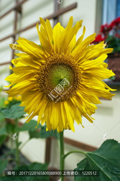 花