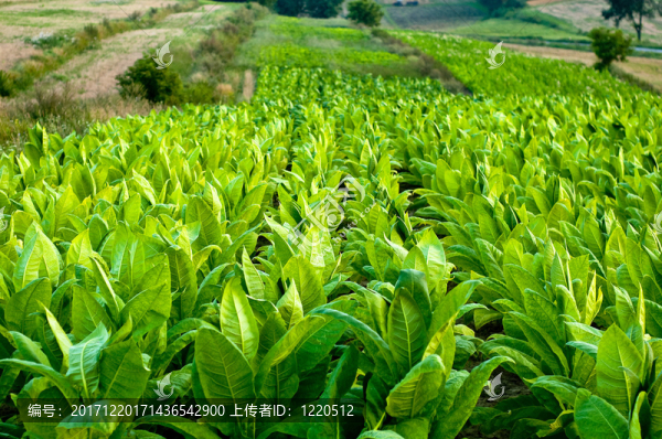 農(nóng)業(yè)