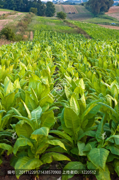 農(nóng)業(yè)