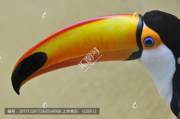鳥