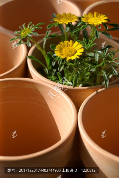 花園