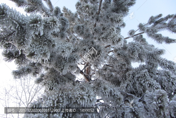 雪松
