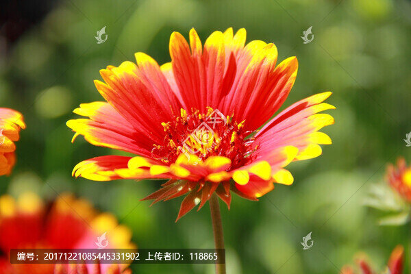 勛章菊,天人菊