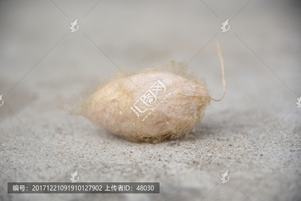柞蠶大繭
