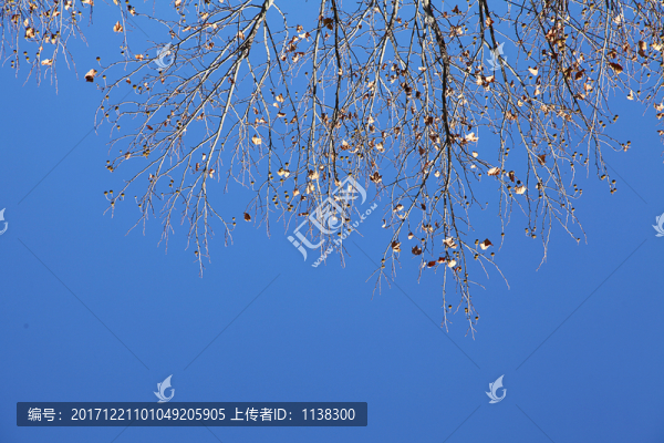 藍(lán)色天空下枯枝像瀑布一樣流下