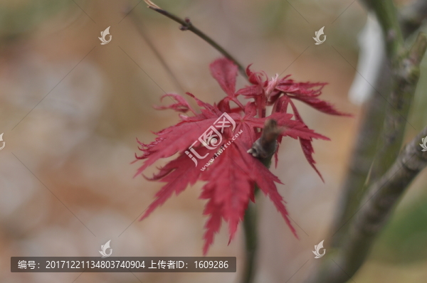 楓葉