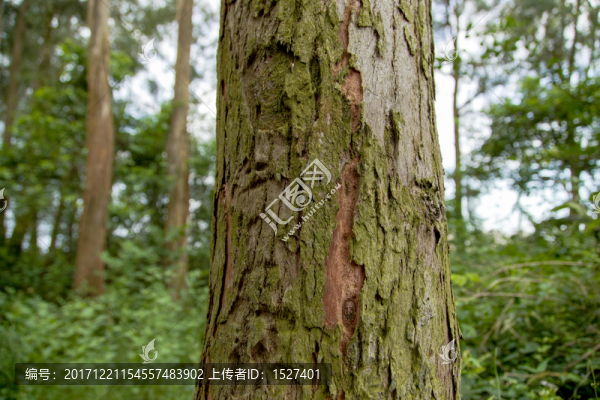 桉樹林